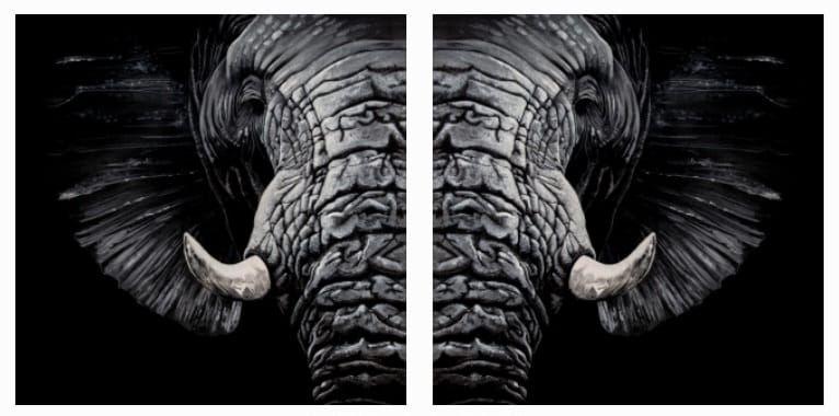 The Great Elephant (reproduction) - Jorge Manzanares