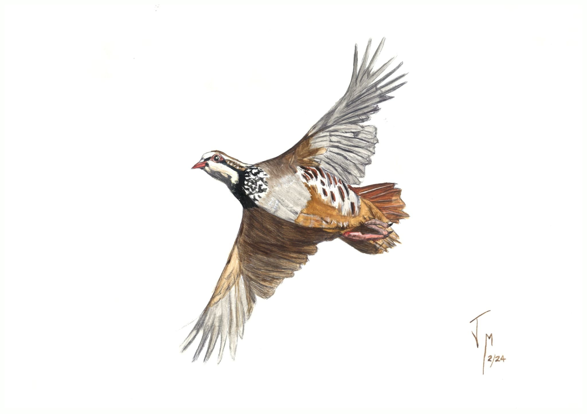 The queen of the field in full flight (reproduction) - Jorge Manzanares