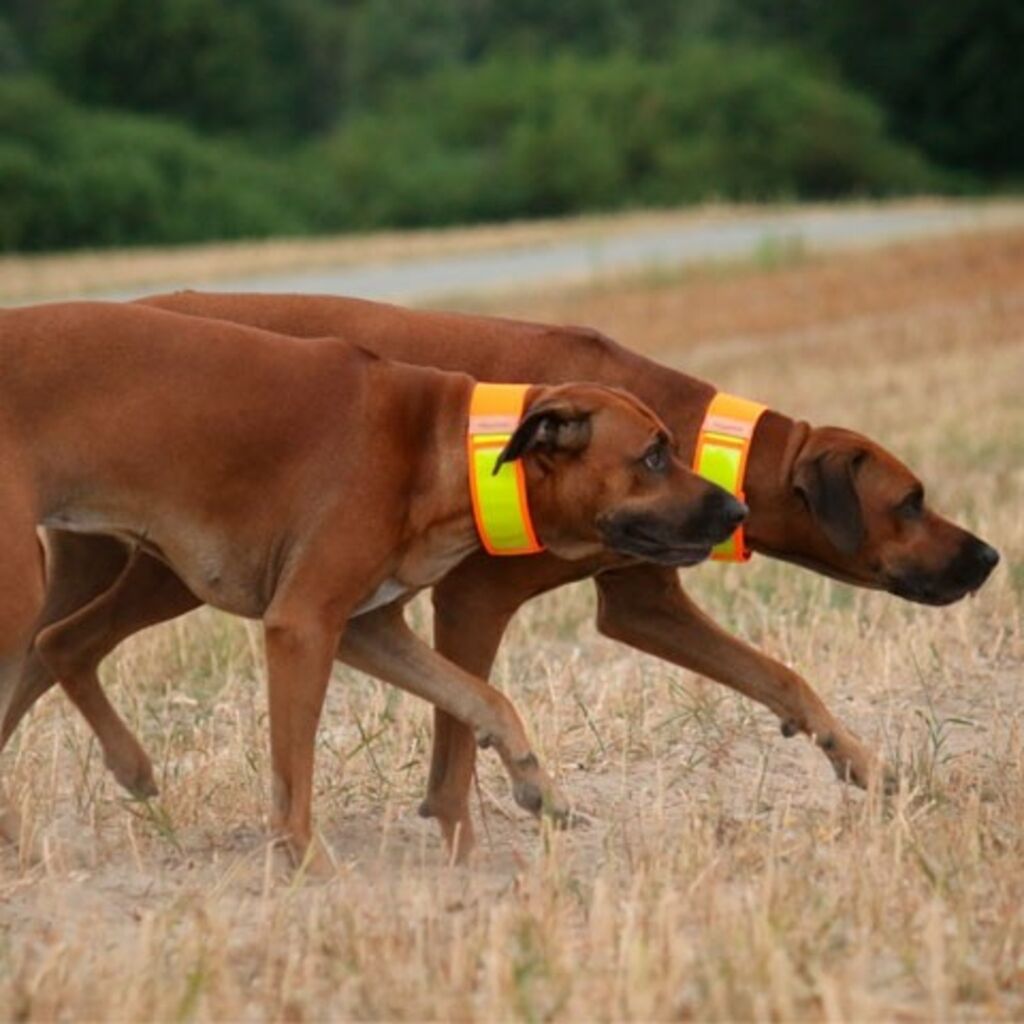 Nigceloh Reflective Collar for Tracking Dogs