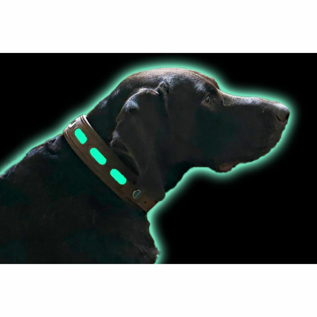 Luminous dog collar Niggeloh Light Lichtblick