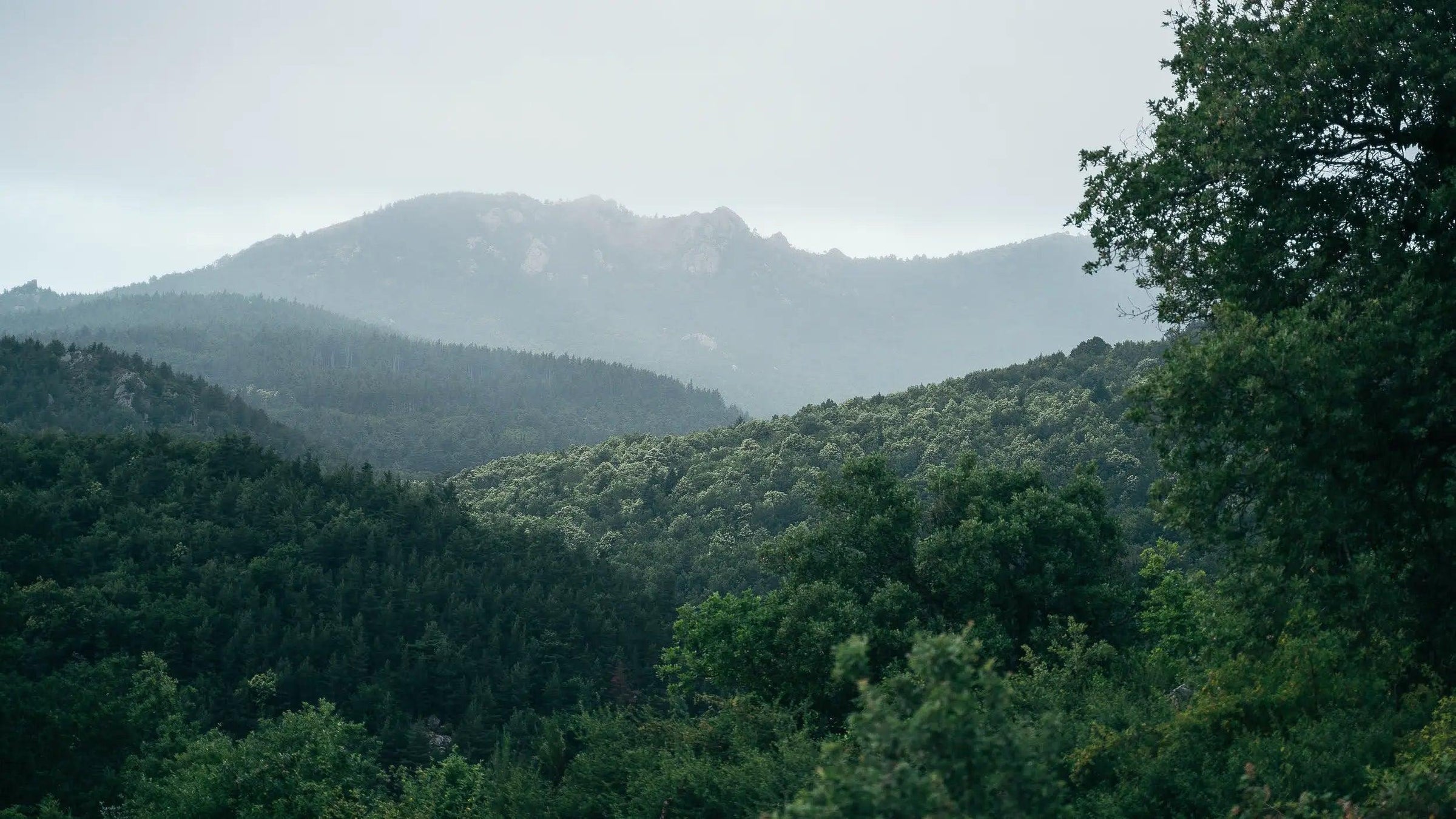 Libros - Young Wild Hunters