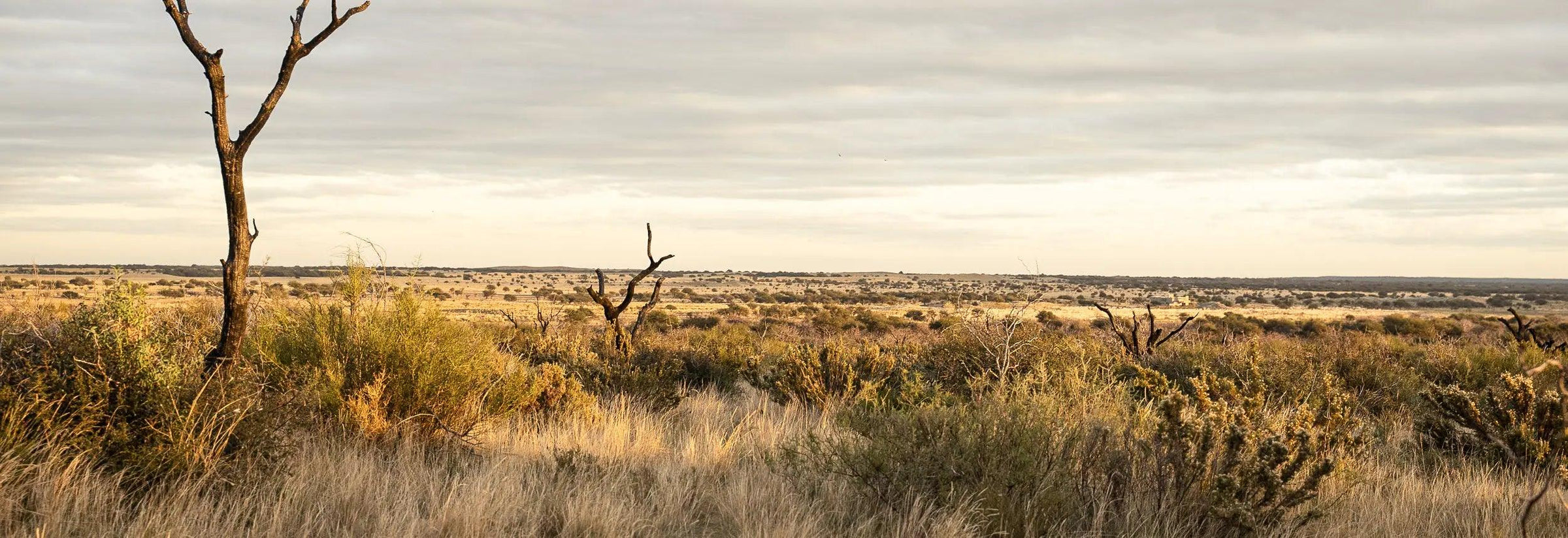 paisaje en la pampa Argentina