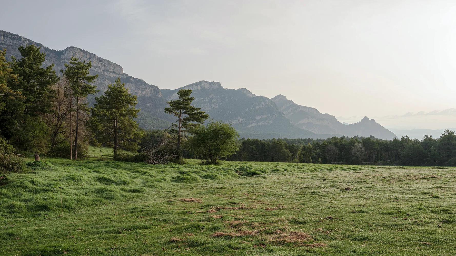 Paisaje de campo