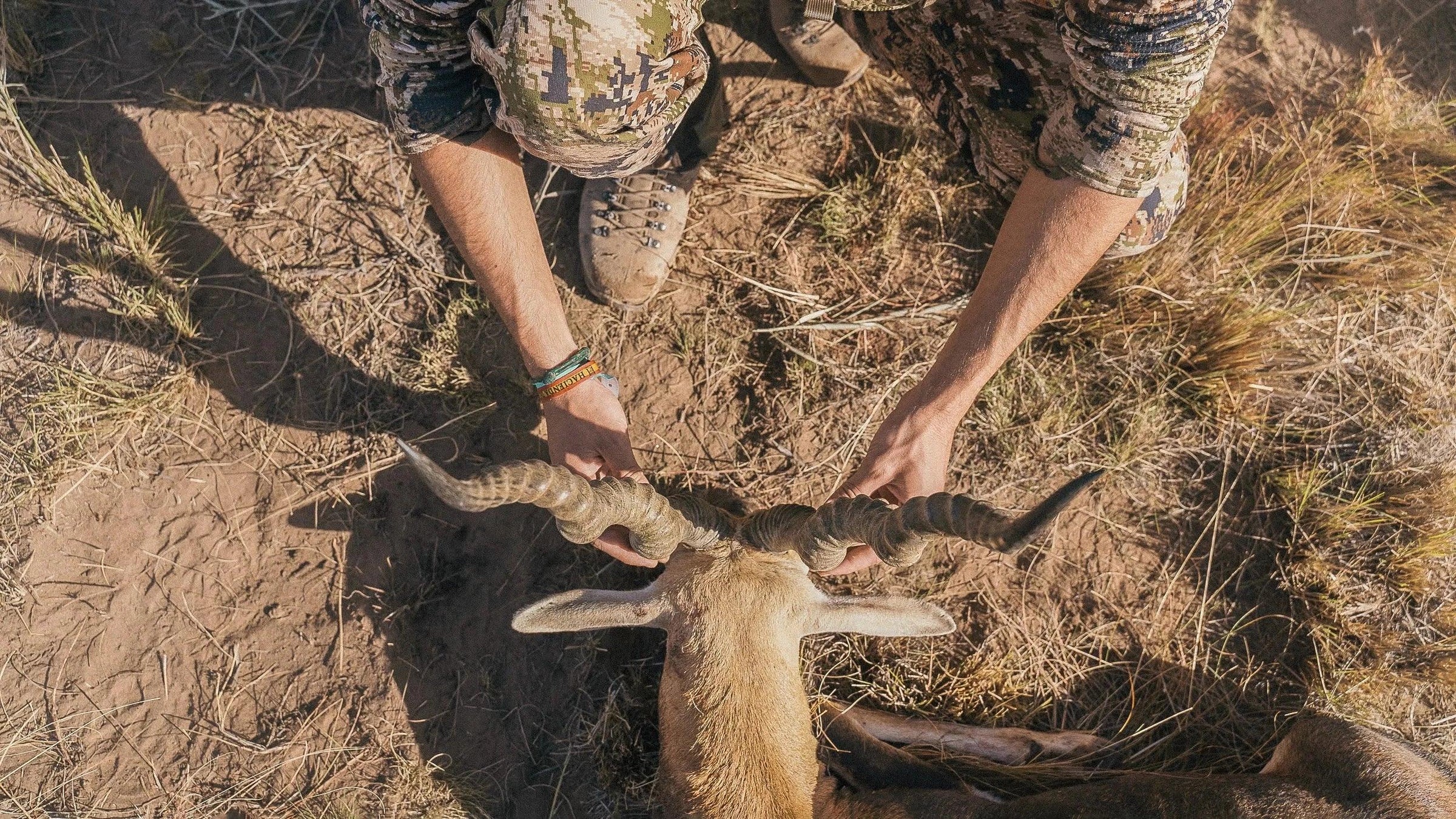 Caza del antílope negro en Argentina