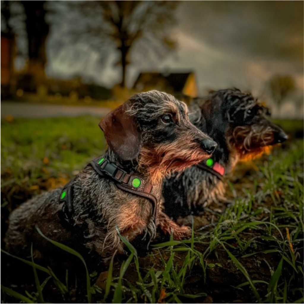 Niggeloh Follow Light Lichtblick Dog Harness