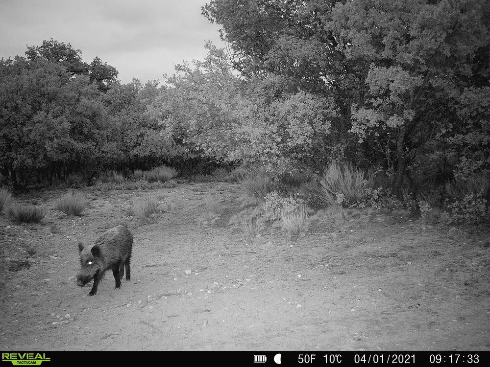 Tactacam Reveal X Gen 2.0 Camera Trap