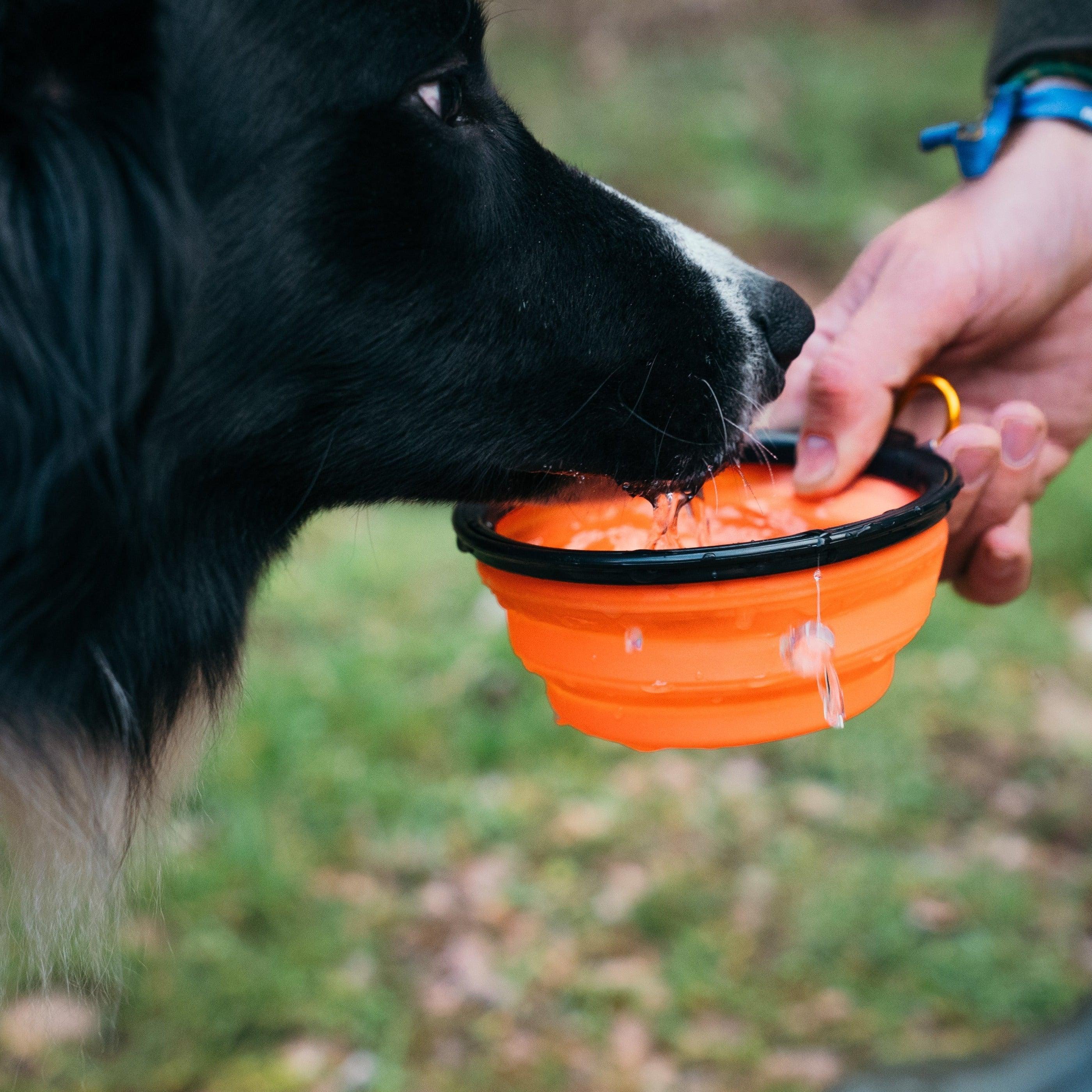 Pack Hamercan - Pienso + Pack Perro - Young Wild Hunters