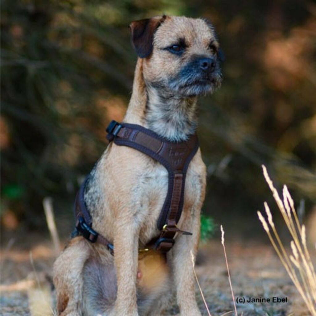 Arnés para perro de rastro Niggeloh Follow Light