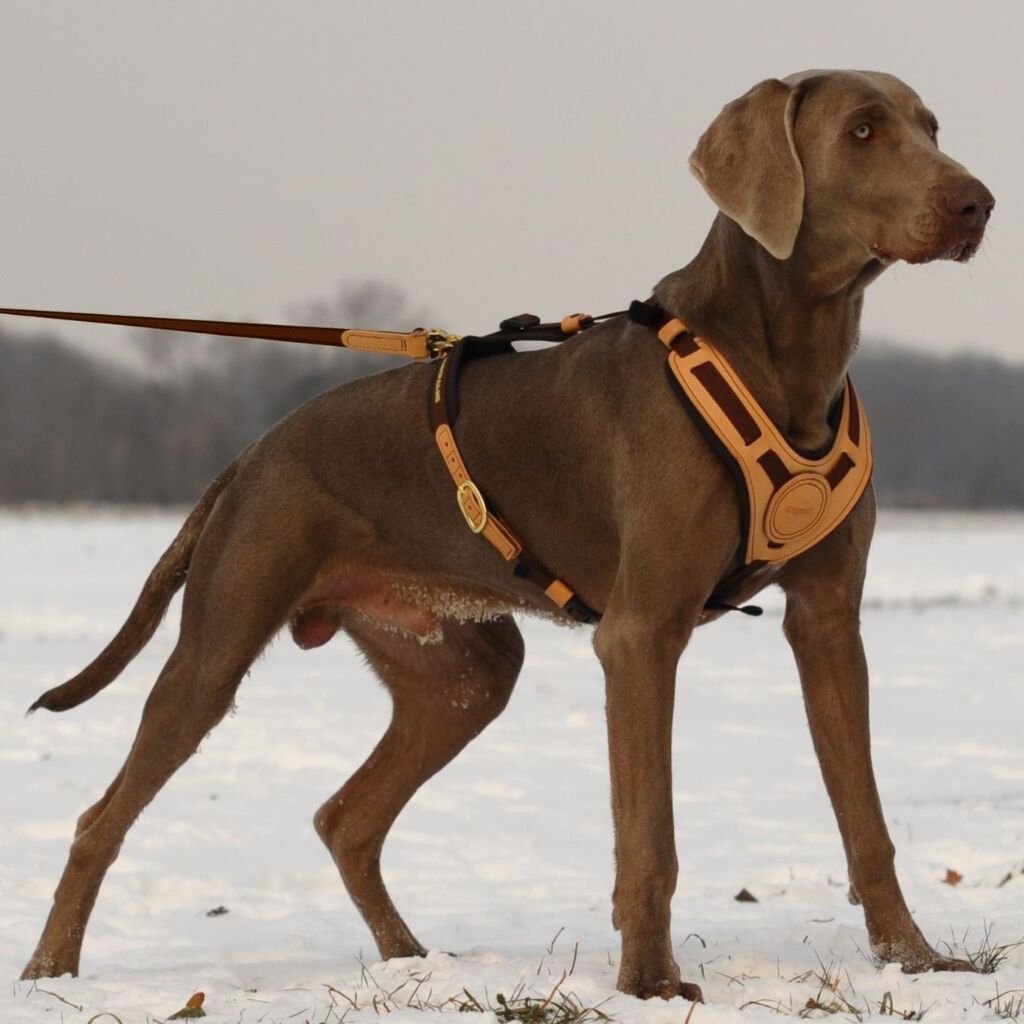 Arnés para perro Niggeloh Mantrailing