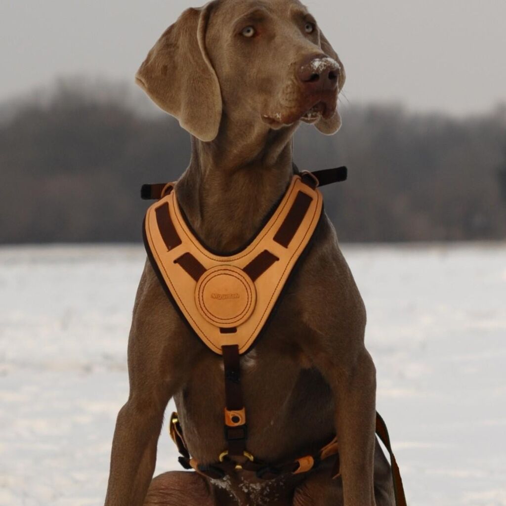 Arnés para perro Niggeloh Mantrailing