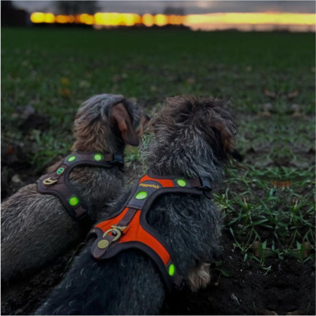 Niggeloh Follow Light Lichtblick Dog Harness